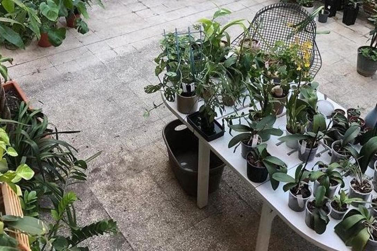 Plant sitting, Scoprire il mondo delle piante e prendersene cura