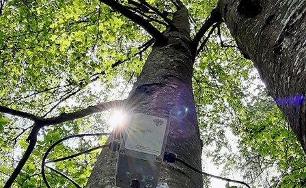 Alberi con cui parlare - Satelliti e sensori al servizio delle foreste