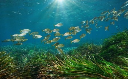 Foreste sommerse - Il mondo segreto della Posidonia oceanica