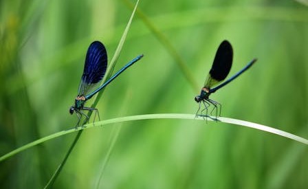 Insetti e cadaveri - Entomologia in aiuto delle scienze forensi e archeologiche