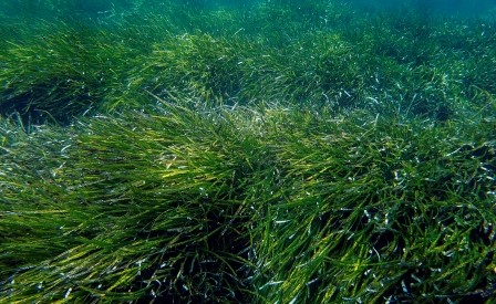 Posidonia, la nostra alleata - Una soluzione contro l'erosione costiera