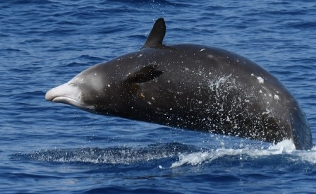 Un mare di sfide - Strategie di sopravvivenza in ambiente marino