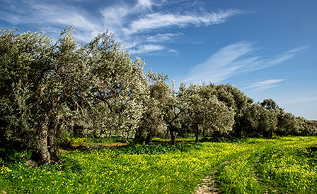 I segreti dell'olio - Trivia Game: impara giocando con Oleario