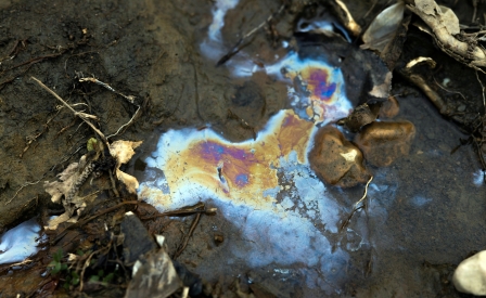 Il suolo sopra tutto - Un intreccio invisibile con la biodiversità