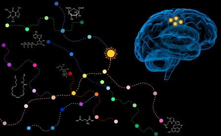 Immaginare l'invisibile - Le vie del metabolismo cellulare
