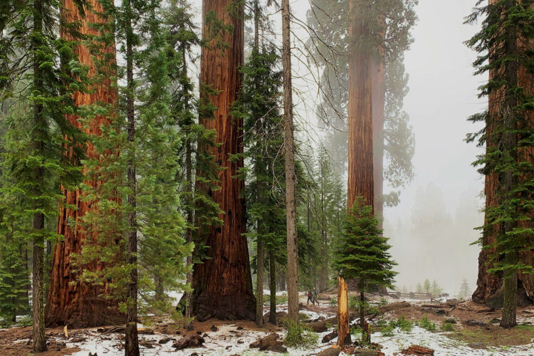 «Varie cose sulle sequoie e sul tempo»: incontro con Jón Kalman Stefánsson
