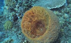 BLUES: dalle spugne di mare ai farmaci sostenibili - Potenzialità e prospettive delle biotecnologie blu