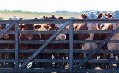 Considera gli animali - Come difenderne diritti e dignità