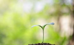 Una vita di intrecci - I legami sfuggenti tra umani e vegetali